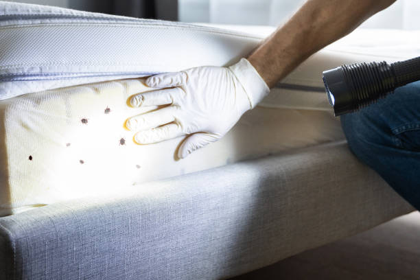 Best Residential Pest Control  in Rossville, MD