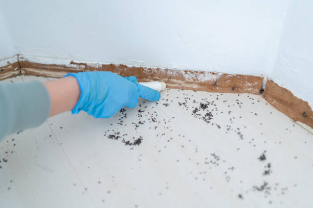 Best Exterminator Services  in Rossville, MD