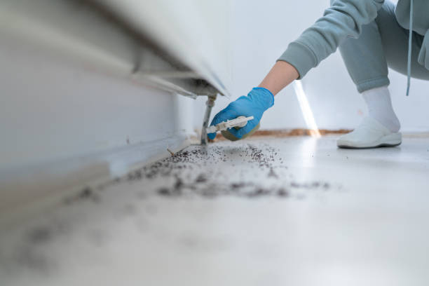 Best Affordable Pest Control Services  in Rossville, MD